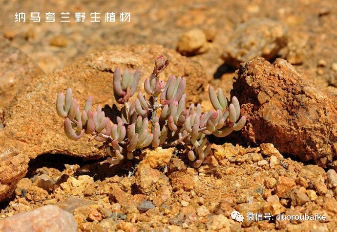 相信大家只要对非洲著名的赏花圣地纳马夸兰有一定的