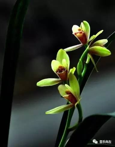 和兰花在一起简谱_With An Orchid 和兰花一起(3)