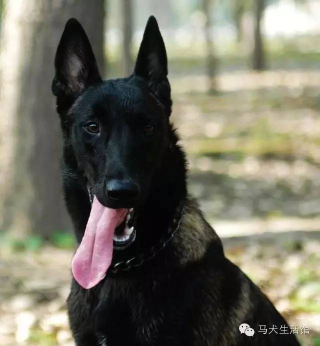 咬合力世界前三的警犬:中国马犬果然继承狼性