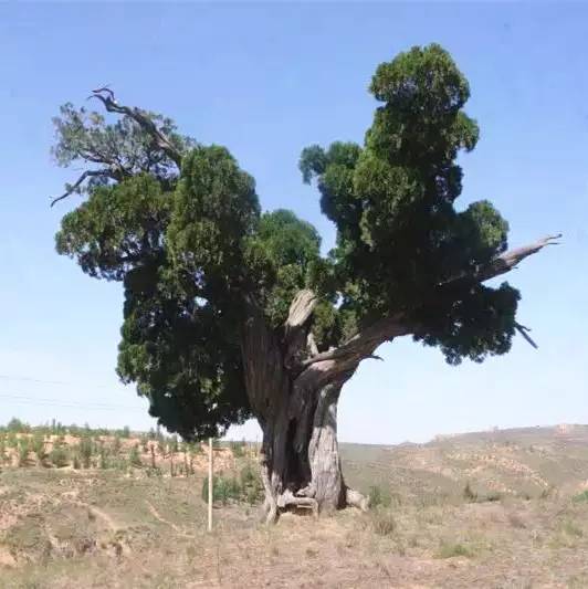 神松在这片土地上留下了历历可寻的踪迹,而你是否曾与