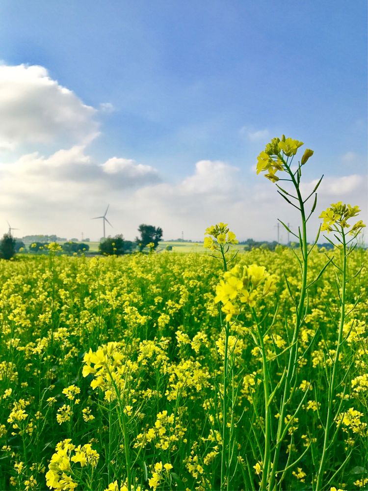 靖边王渠则的黄芥(gai)花田开了,媲美汉中油菜花