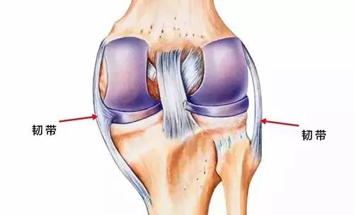 比如说,在我们弯曲或者伸直膝关节的时候,大腿前侧的 股四头肌负责