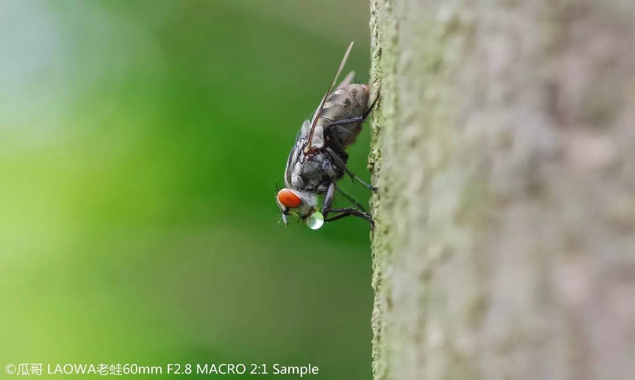 8 macro  :1倍微距镜头 iso:200丨曝光时间: 1/160s