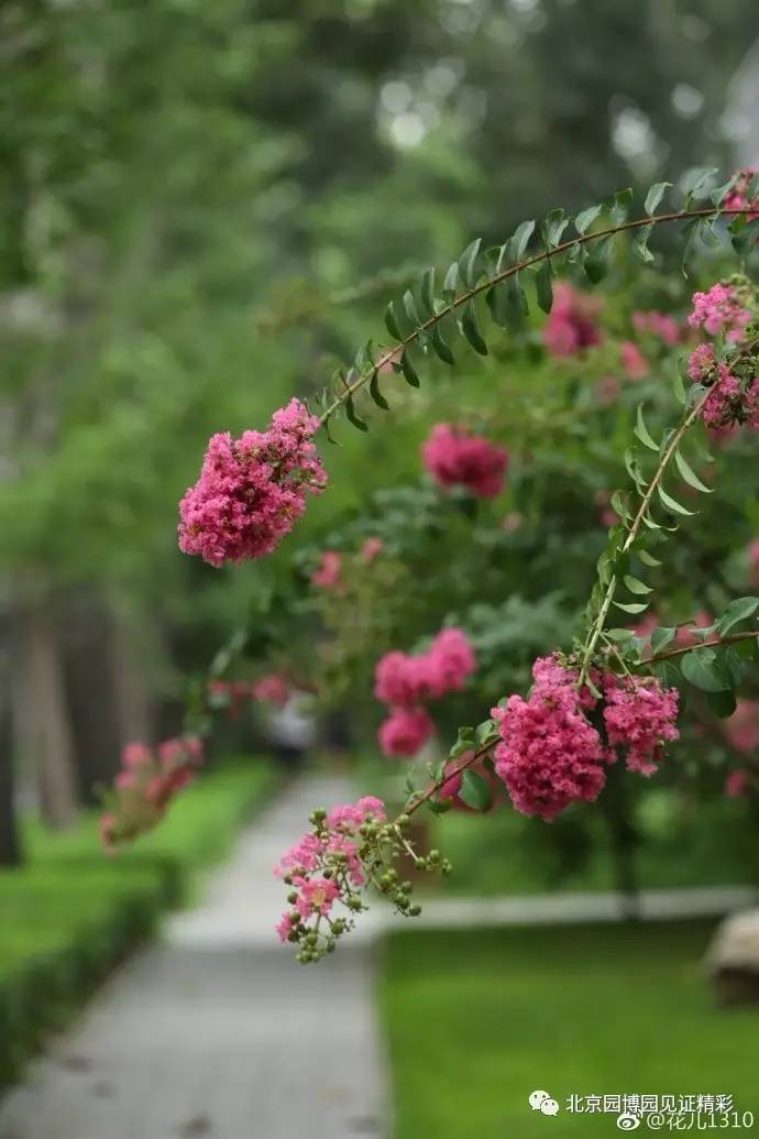 【园博美景】紫薇季—盛夏绿遮眼,此花红满堂