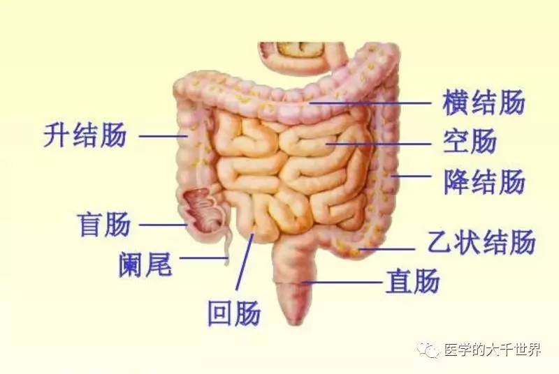 是人体消化系统的重要组成部分,大肠在外形上与小肠有明显的不同,一般