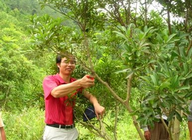 东魁杨梅整形修剪