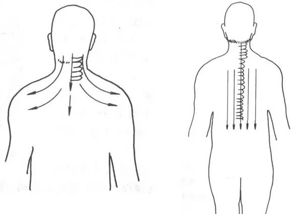 保健或者发热患者刮痧可照图示的顺序进行,颈肩部按弧线刮,背部按
