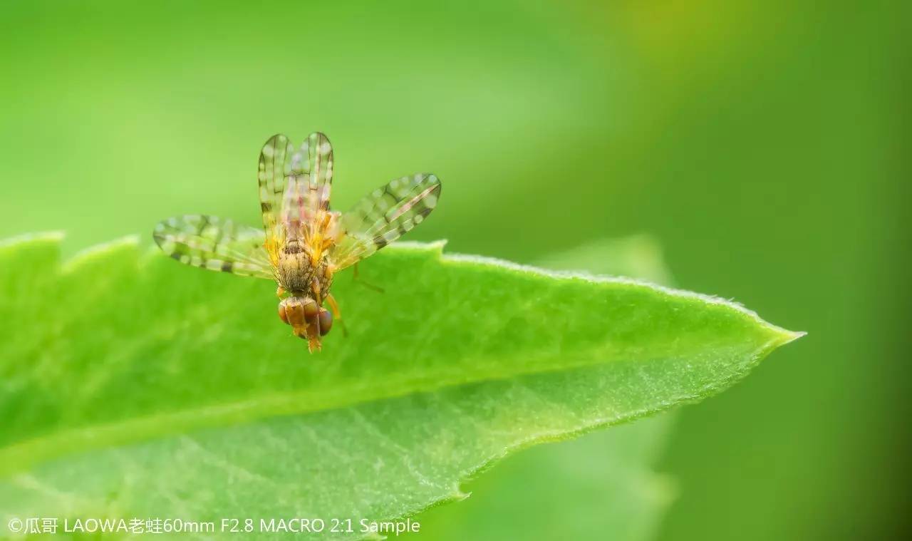 8 macro  :1倍微距镜头 iso:400丨曝光时间: 1/160s