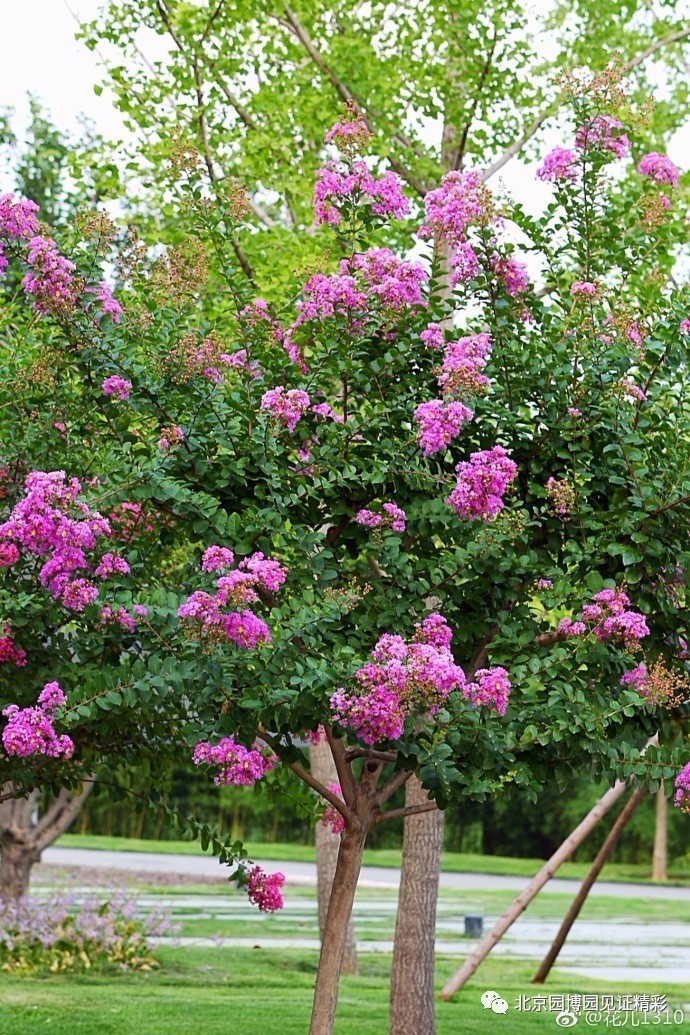 【园博美景】紫薇季—盛夏绿遮眼,此花红满堂