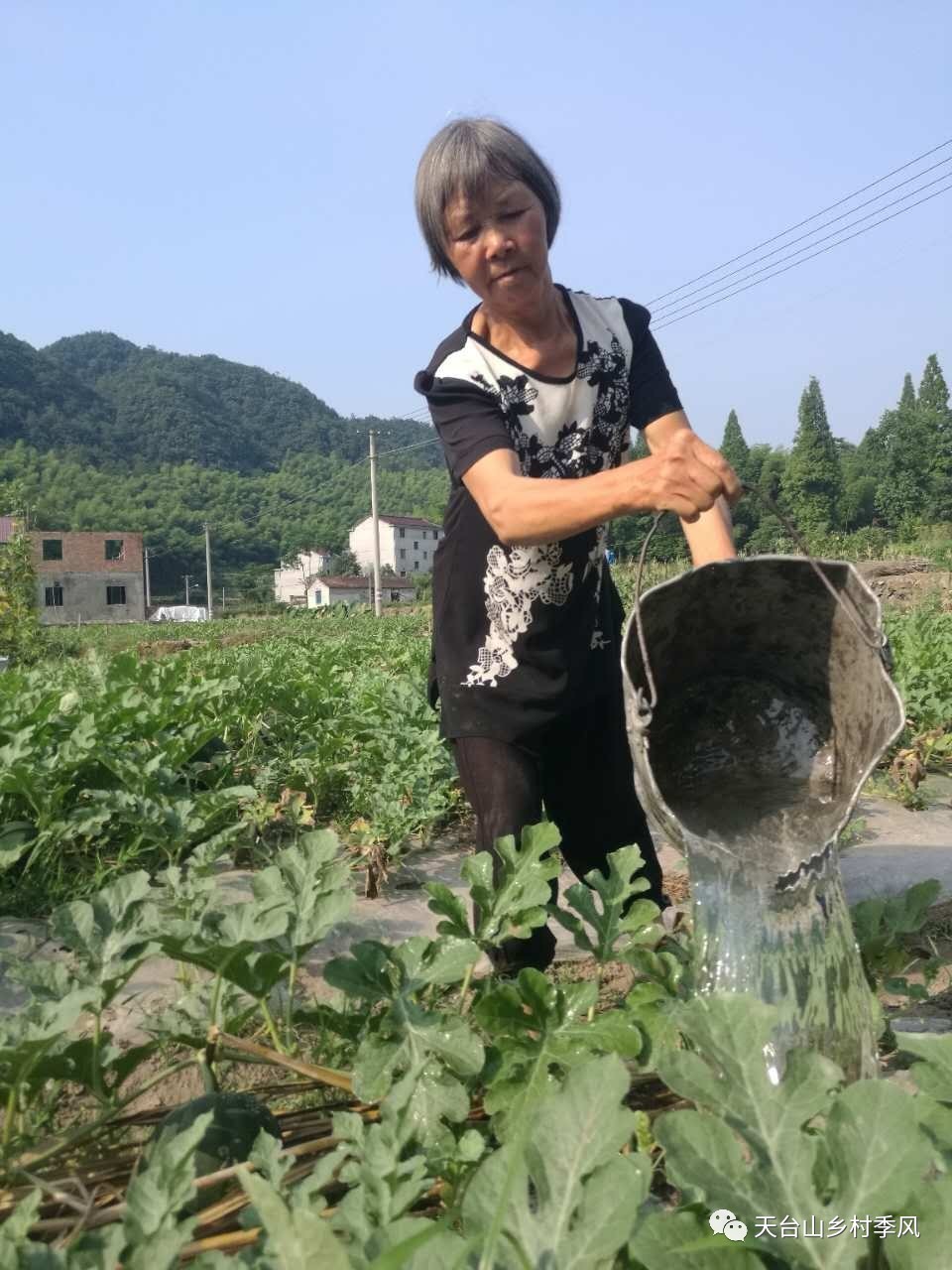 持续高温干旱导致三州高山西瓜减产,当地瓜农起早贪黑浇水,还为西瓜戴