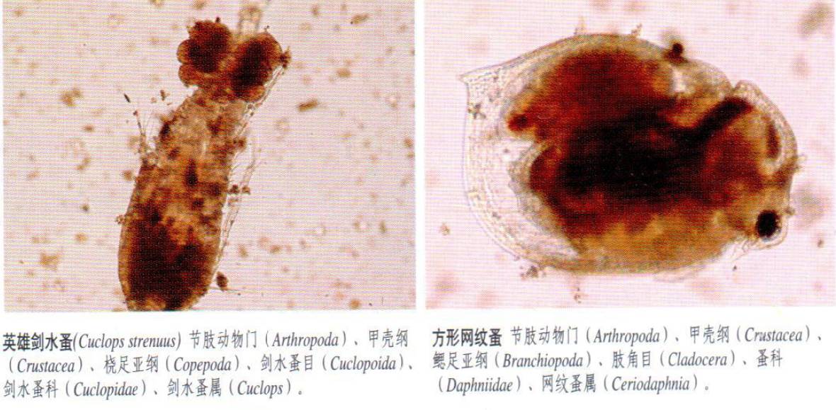 常见浮游动物图谱