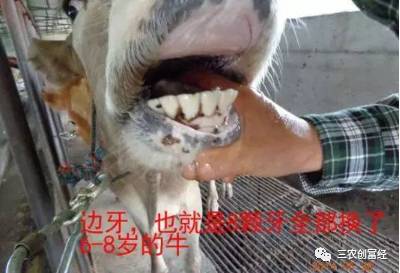 图文详解通过实践经验牙齿判断牛的年龄