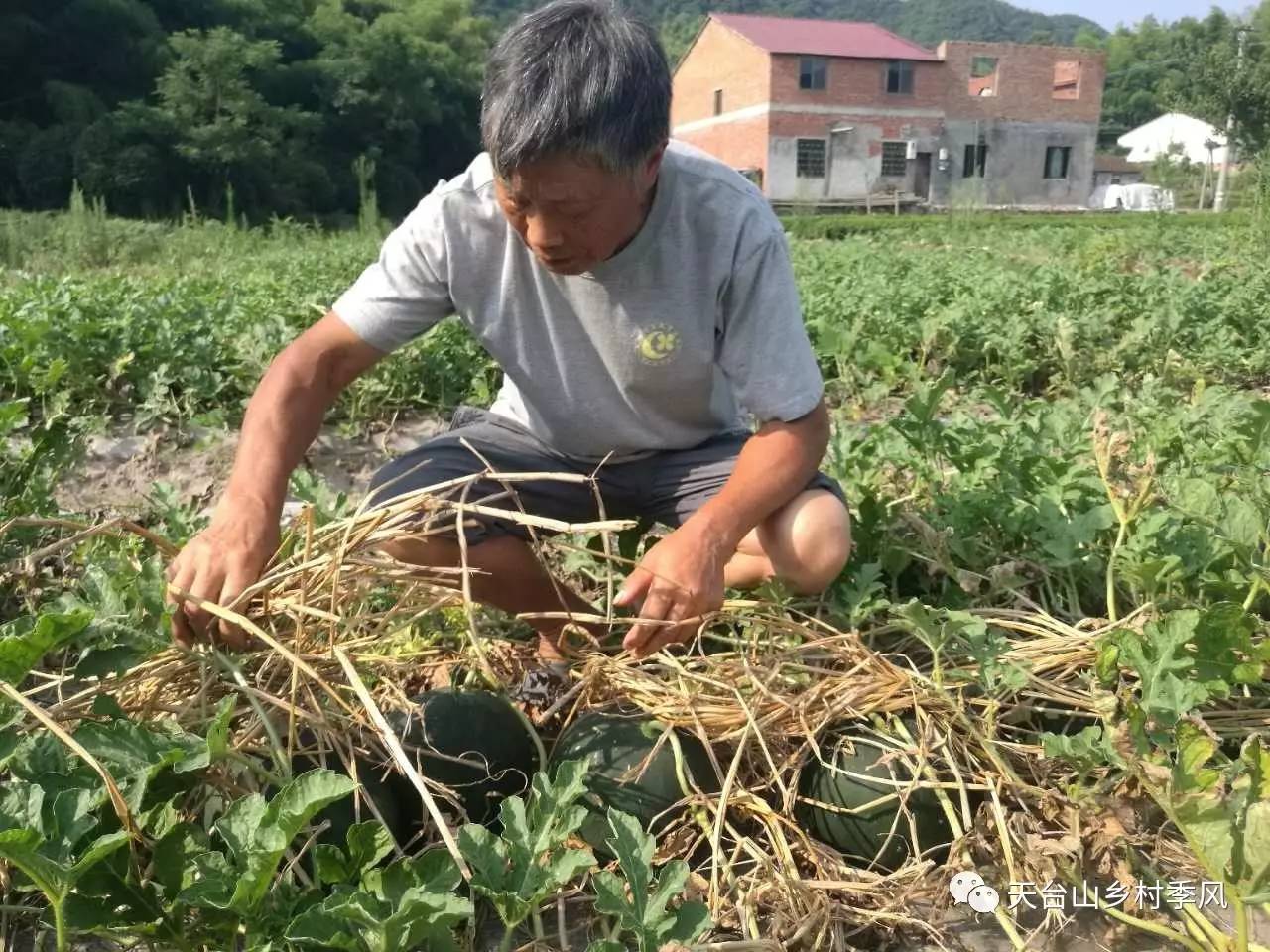 梁存南在查看受灾的西瓜