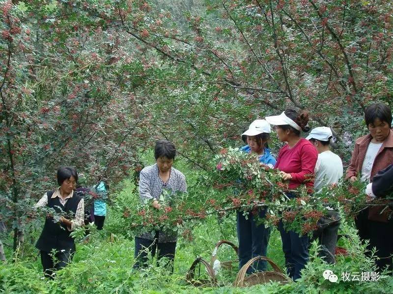 邀您说说摘花椒的苦与痛