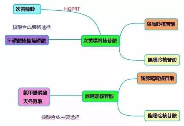 嘌呤核苷酸分子中各原子的来源及合成特点_核苷酸合成抑制剂_嘧啶核苷酸分子中各原子的来源及合成特点怎样