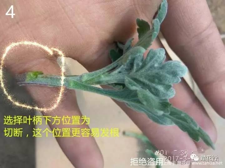 图解菊花扦插与分株