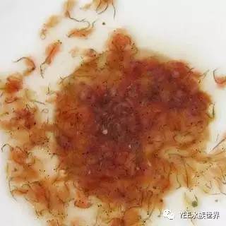 体型较小,适合给那些还吃不了水蚤,卤虫的小型鱼的幼鱼食用.