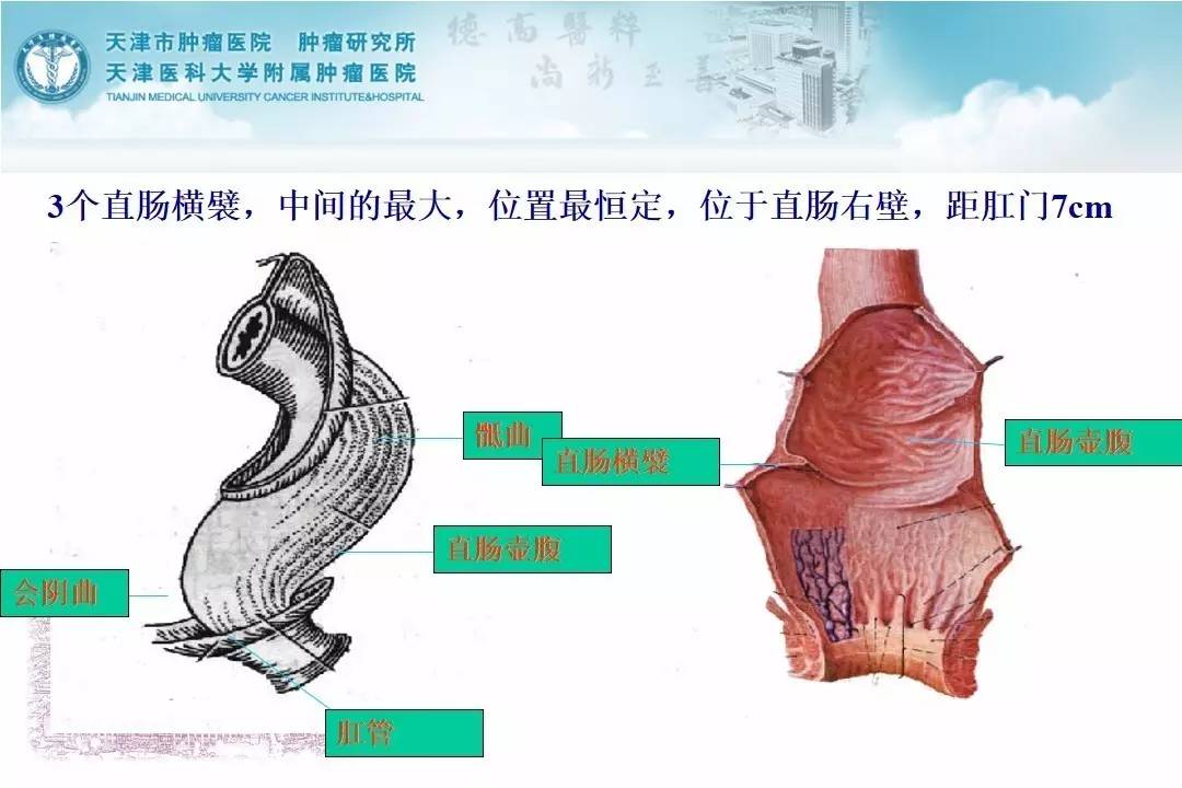 直肠癌的放射治疗 1.直肠的解剖与直肠癌的诊治 2.