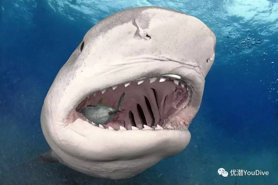 鲨鱼周科普你知道鲨鱼一生都在掉牙吗