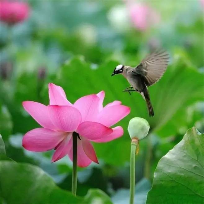 清晨的荷花曲谱_清晨雨后露珠荷花图片(2)