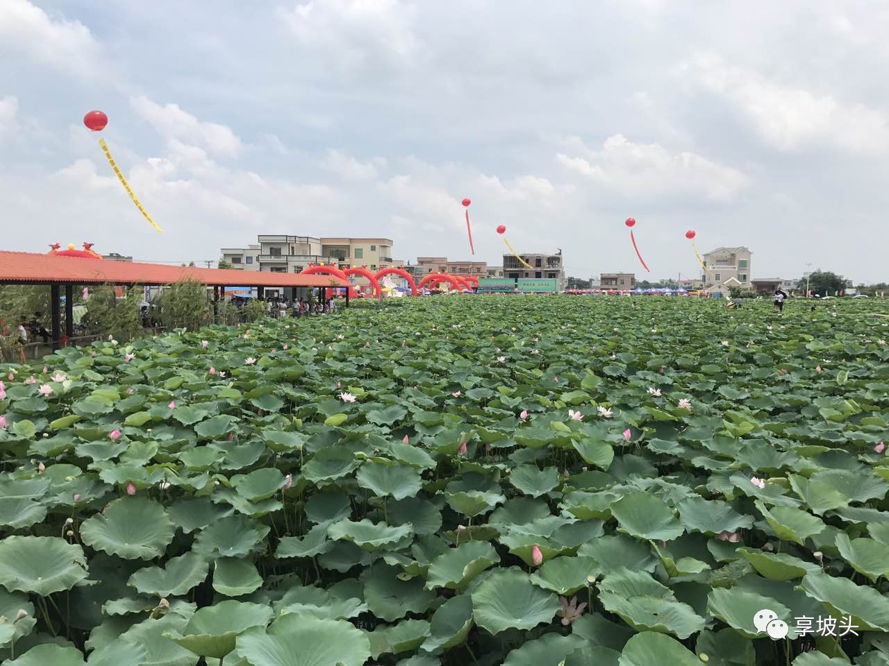 坡头乾塘最美荷花文化艺术节来临!