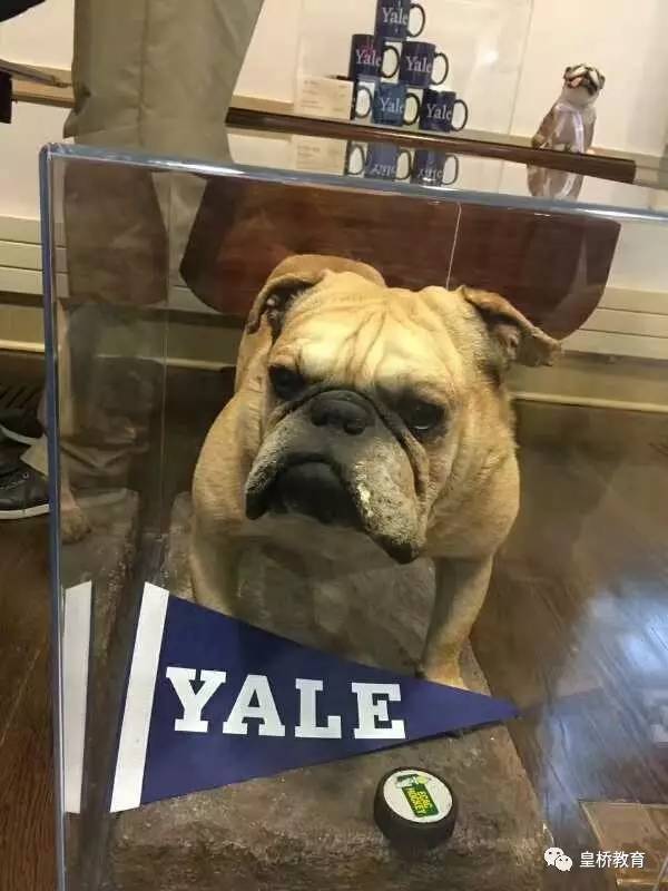 耶鲁大学的吉祥物是名为handsome dan的牛头犬,一脸怼天怼地的霸气.