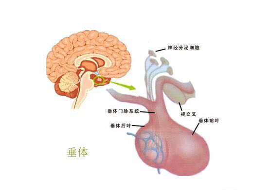 "小毛病"暗藏"大隐患",关于垂体瘤你要知道