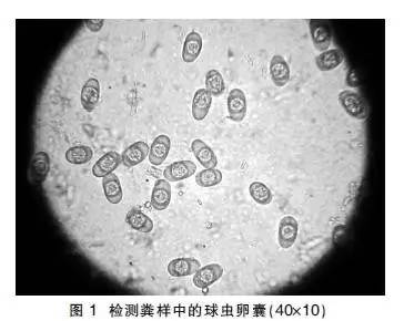 【养殖】一例兔魏氏梭菌与球虫混合感染的诊治分析