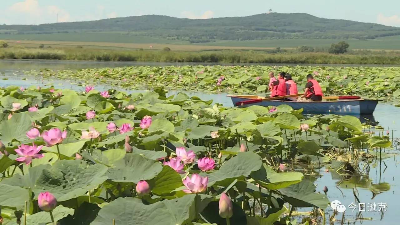 逊克县北纬四十九度荷花进入最佳观赏期