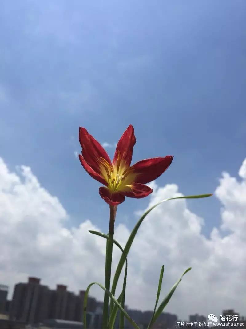 林仔的最美风雨兰上