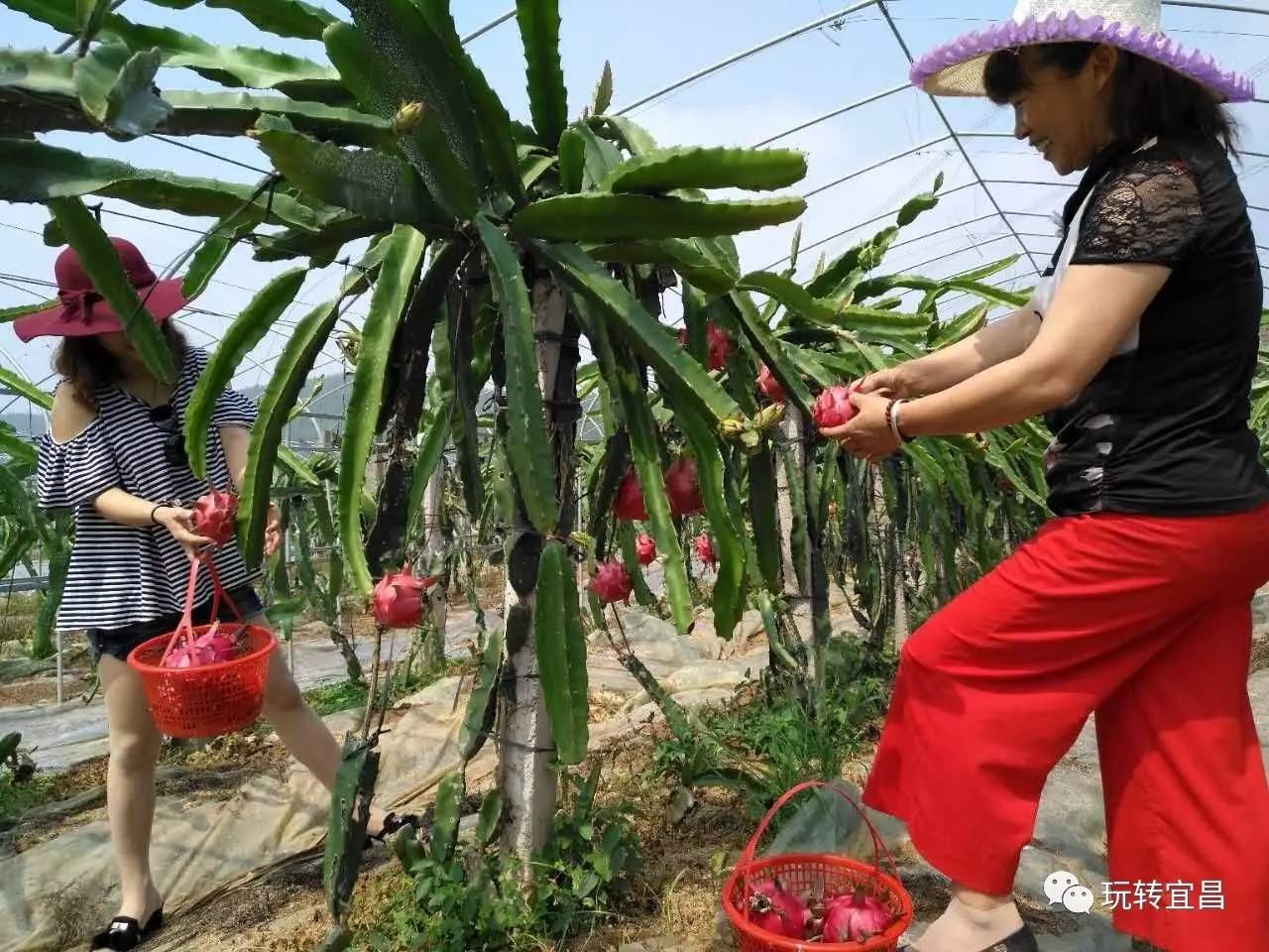 周末来夷陵采摘火龙果,免收入园费