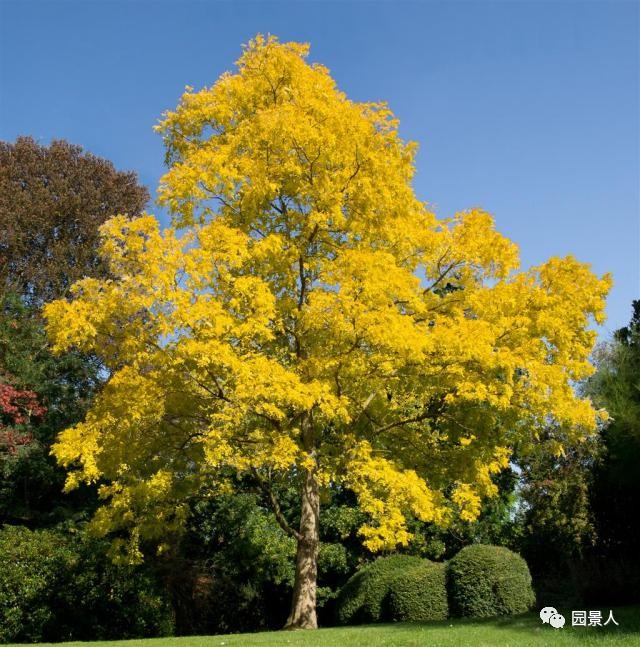 盘点国内外常见或不常见秋色叶树种