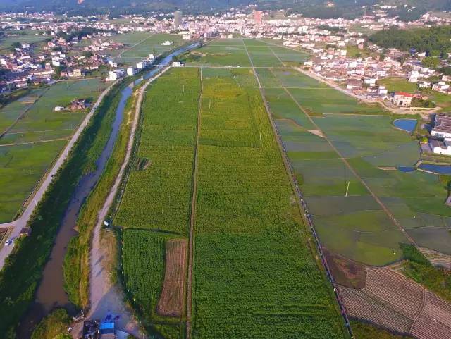 超震撼龙川县鹤市镇百亩葵园航拍视频带你走进花海中