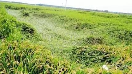 大风暴雨过后,水稻倒伏的管理