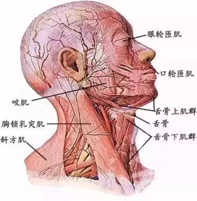 腹什么受什么成语_成语故事简笔画(2)