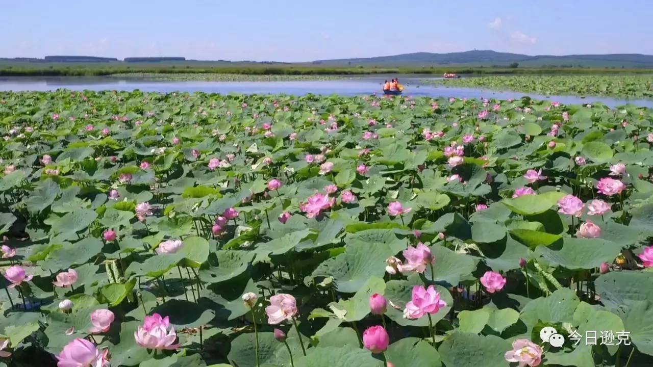 逊克县北纬四十九度荷花进入最佳观赏期