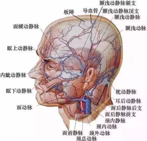 人体面部神经血管丰富要在这些密密麻麻的血管中注射对解剖学功底较差