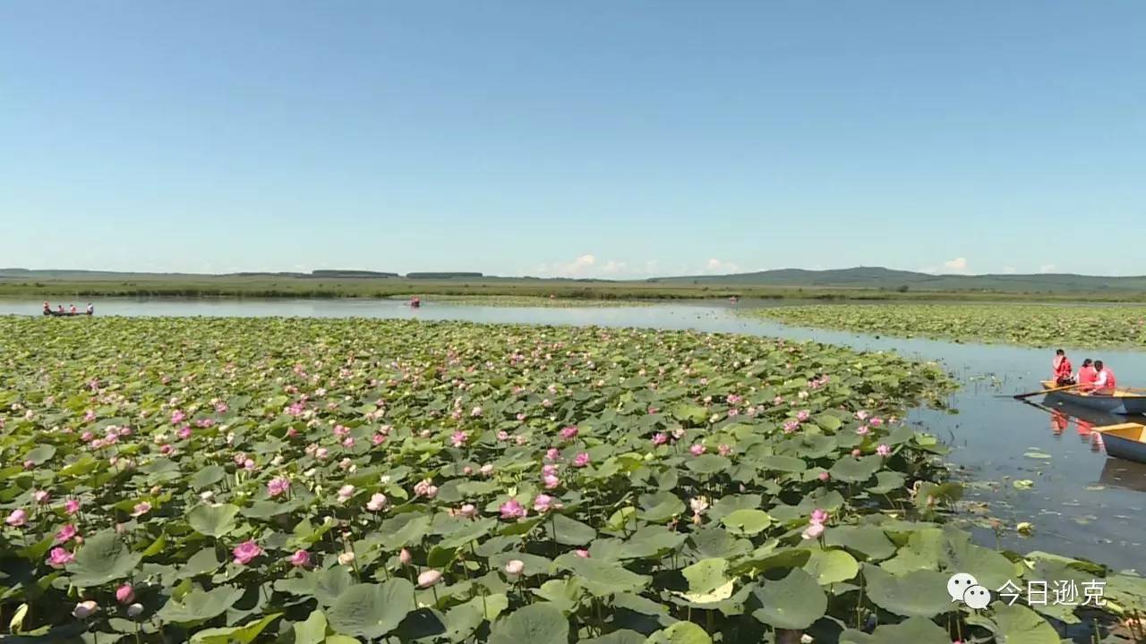 连日来,逊克县奇克镇边疆村荷花湖的荷花已竞相绽放,进入最佳观赏期"