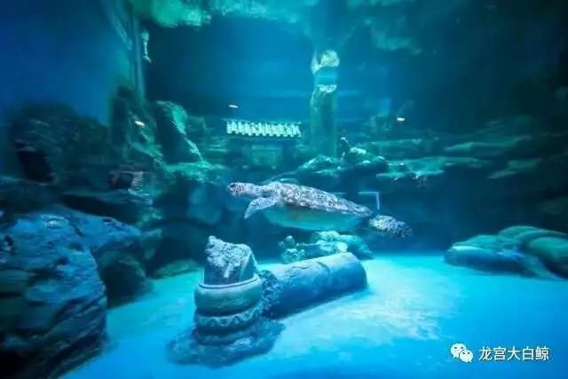 【"鲸"彩嬉水 盛夏狂欢】探秘龙宫,海底漂流,龙宫派对