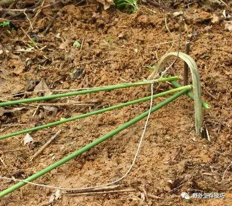 野外生存设捕猎陷阱和下套