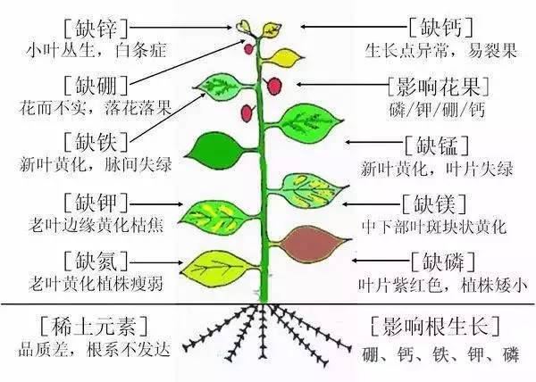 植物生长矮小,分枝很少,叶片小而薄,花果少且容易脱落;枝叶变黄,叶片
