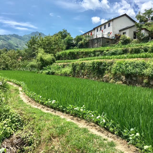 云雾下村庄临安五星村