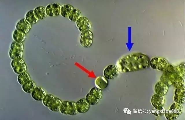 显微镜下的寄生虫和蓝藻,你知道多少?
