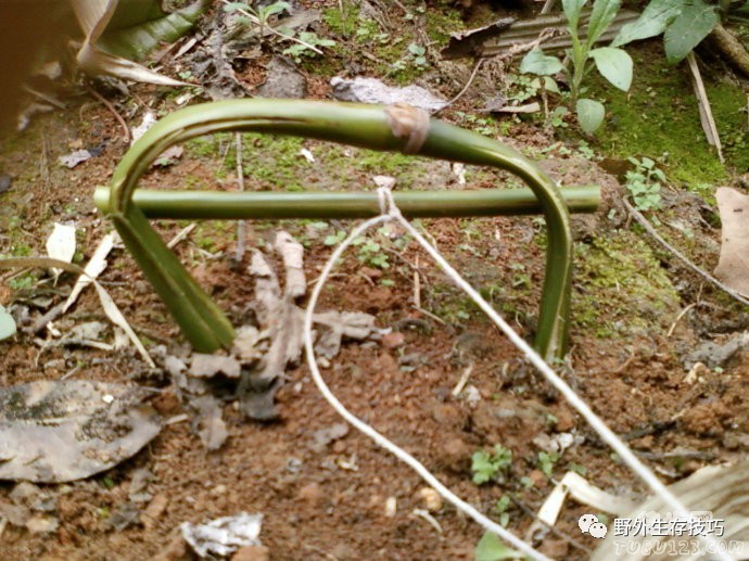 野外生存设捕猎陷阱和下套