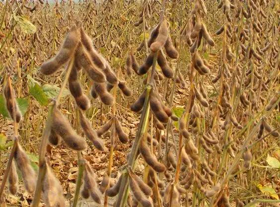 实际种植面积,玉米和大豆种植成本收益以及种植结构调整要求等因素