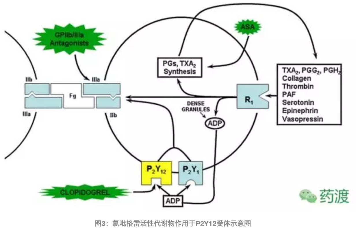 深度剖析百亿神药不可复制的传奇氯吡格雷