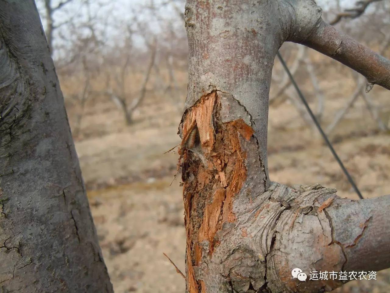 梨小食心虫的防治措施