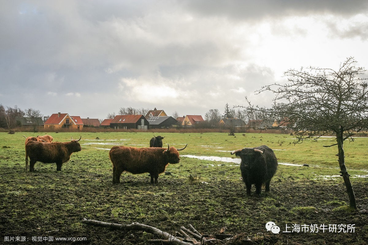 丹麦美国规定作为水质污染特定来源的大规模牧场基准饲养头数为1000
