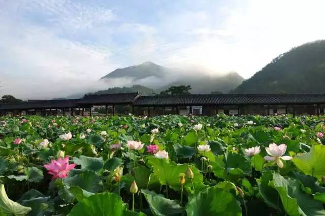 消暑解夏 这个夏天在处州白莲休闲养生园尽赏莲都的荷香