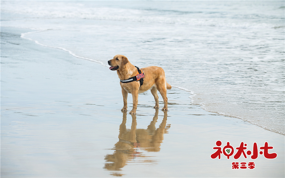 《神犬小七第三季》曝清新海洋主题剧照